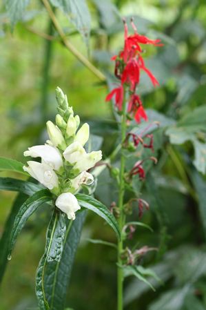 Chelone glabra - White turtle head