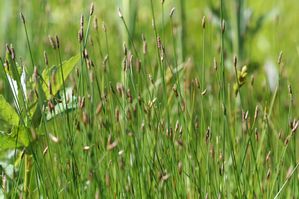 Eleocharis palustris - Creeping spikerush
