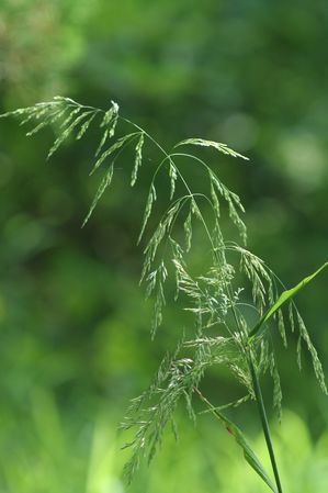 Cinna arundinacea - Wood reedgrass
