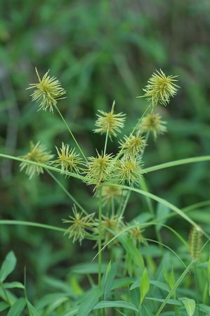 Cyperus esculentus - Nutsedge