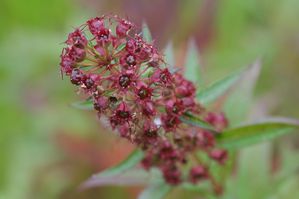 Decodon verticillatus - Water willow