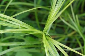 Dulichium arundinaceum - Three way sedge