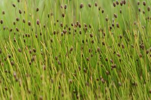 Eleocharis obtusa - Spikerush
