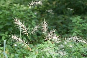 Elymus hystrix - Bottle brush grass