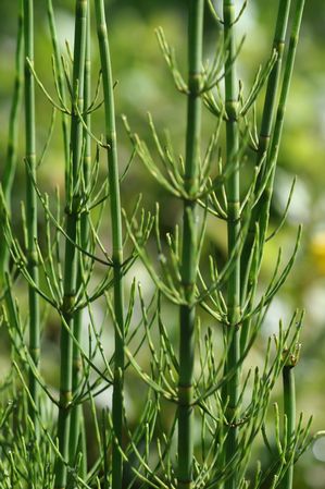 Equisetum fluviatile - Water horsetail