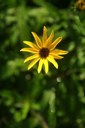 Helianthus angustifolius - Swamp sunflower