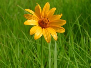 Heliopsis helianthoides - Ox-eye sunflower