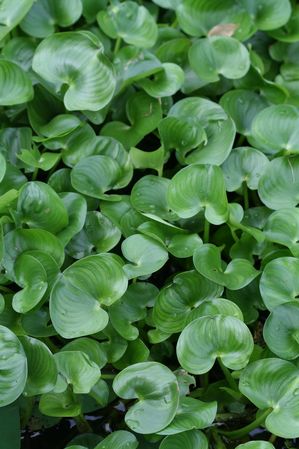 Heteranthera reniformis - Floating leaf mud plantain