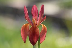 Iris fulva - Copper iris