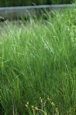 Juncus gerardii - Saltmeadow rush