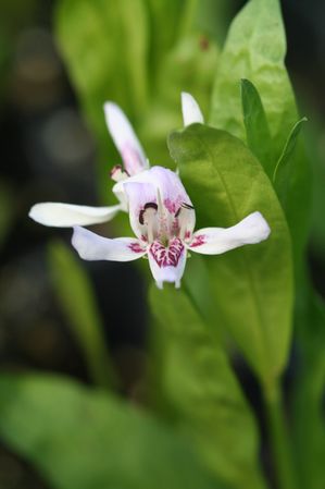 Justicia americana - Water willow