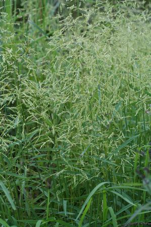 Leersia oryzoides - Rice cut grass