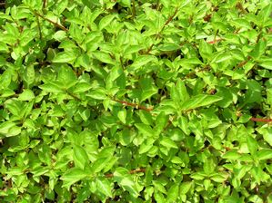 Ludwigia palustris - Marsh Purslane