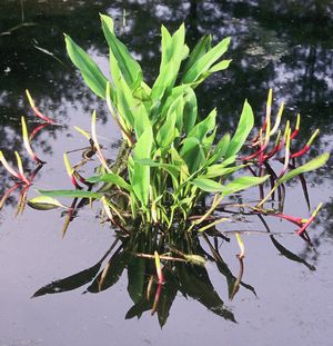 Orontium aquaticum - Golden Club 'Big Red'