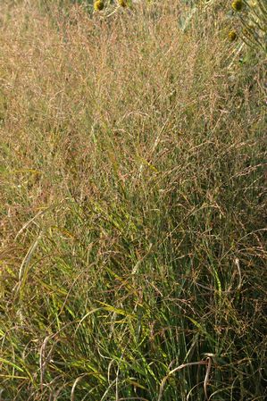 Panicum virgatum - Switchgrass