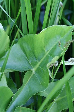 Peltandra virginica - Arrow arum