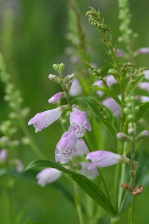 Physostegia virginiana - Obedient plant
