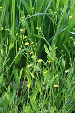 Ranunculus flammula - Creeping Spearwort