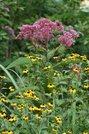 Rudbeckia triloba - Brown Eyed Susan