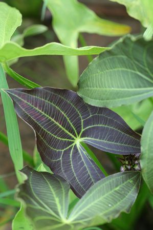 Sagittaria australis - Silk Stockings