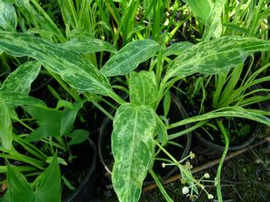 Sagittaria graminea - Crushed Ice