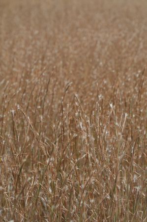 Schizachyrium scoparium - Little Bluestem