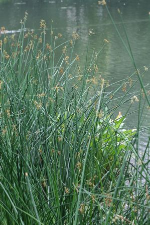 Scirpus acutus - Hard Stem Bulrush