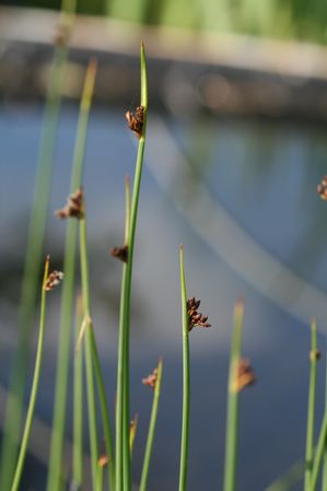 Scirpus americanus - Three Square Rush