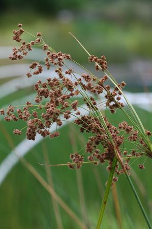 Scirpus cyperinus - Woolgrass
