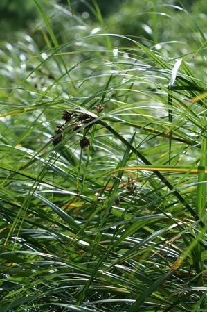 Scirpus fluviatilis - River Bulrush