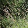 Andropogon gerardii