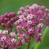 Asclepias incarnata